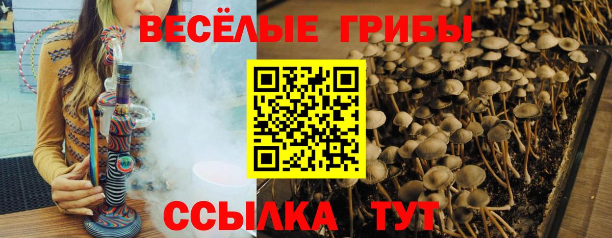 Псилоцибиновые грибы прущие грибы  Вход с VPN  сколько стоит  Сальск  Псилоцибиновые грибы Psilocybine cubensis 