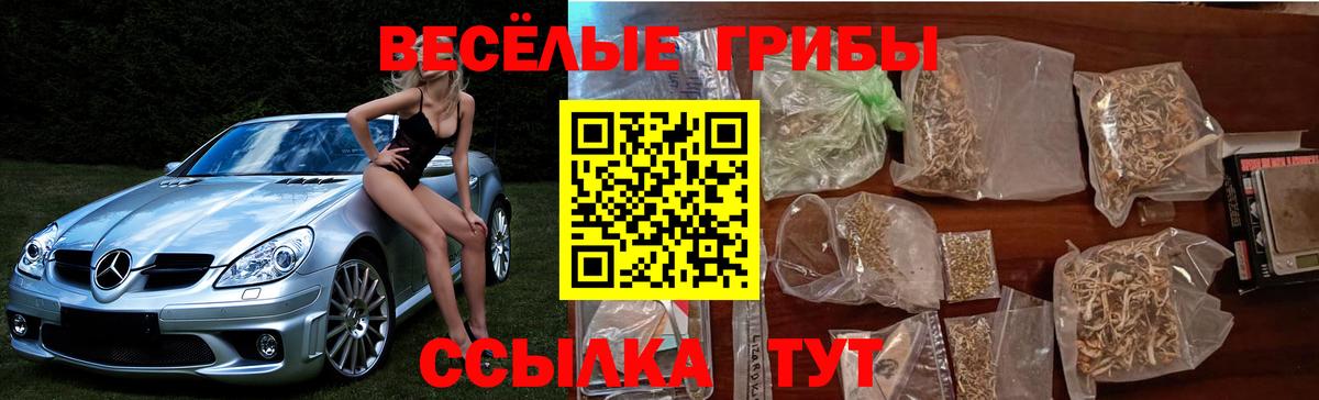 Псилоцибиновые грибы Cubensis Сальск
